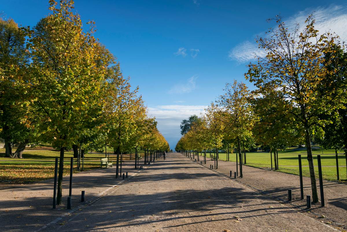 Grüne Lungen für Lörrach: Warum jeder Baum das Stadtklima re