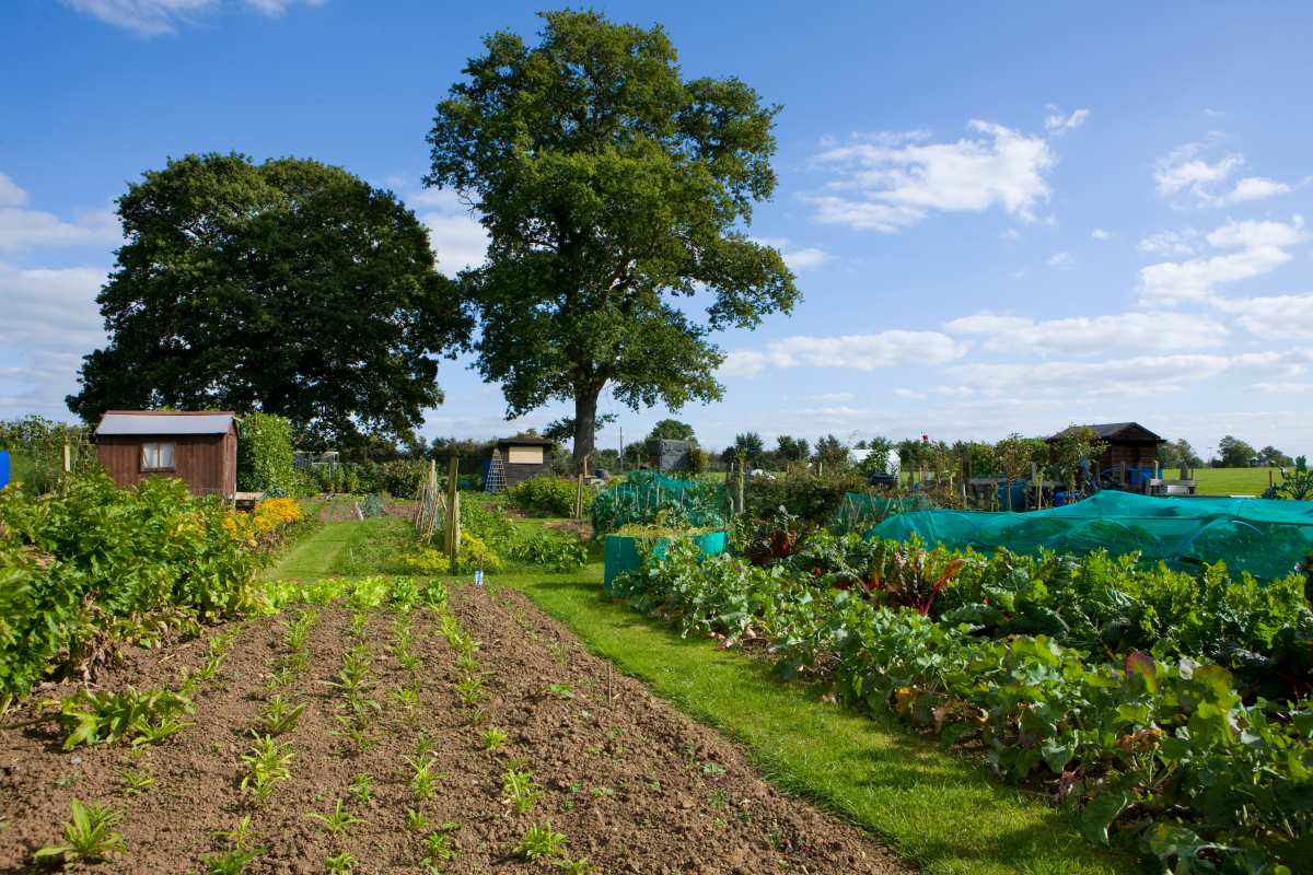 Gartengrundstück kaufen oder pachten in Lörrach — Die richti