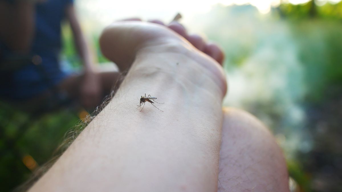 Insektenstiche in Lörrach: Erste Hilfe und richtige Vorsicht