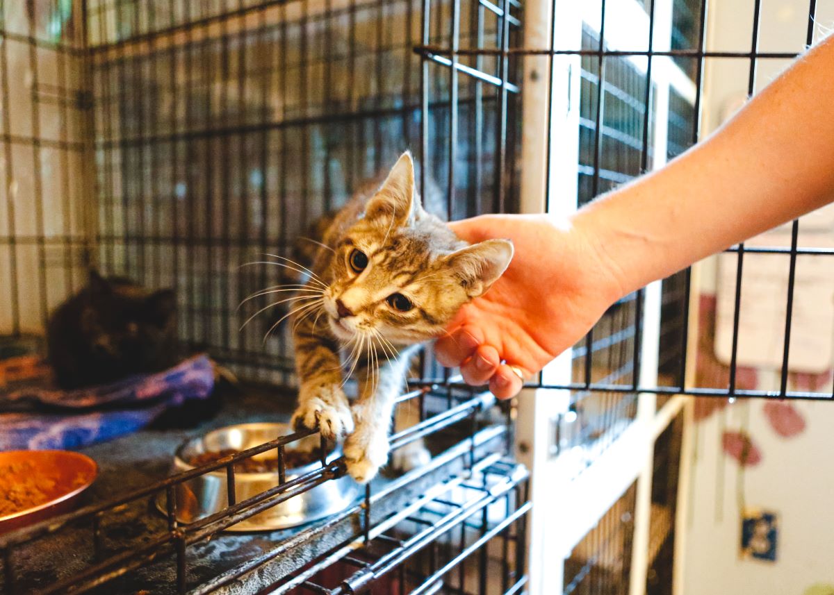 Katze mikrochippen in Lörrach – Sicherheit für Freigänger