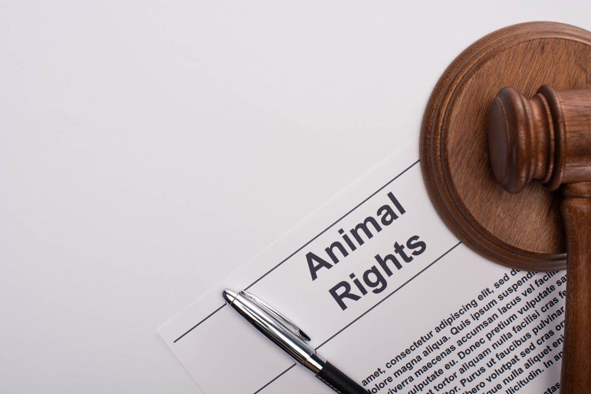 Petition starten in Lörrach – so geht es richtig und wirksam