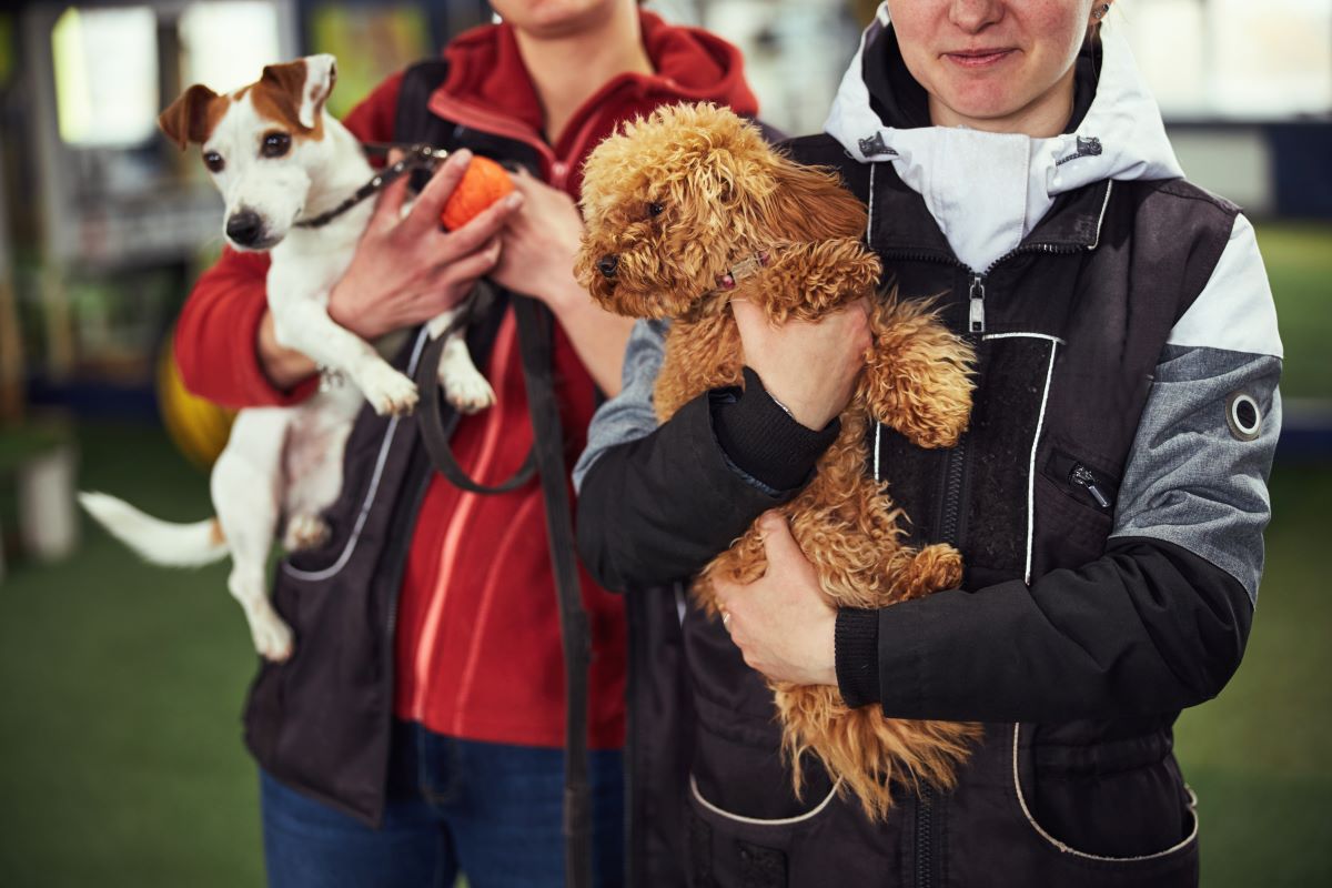Tierheim Lörrach: Haustier adoptieren statt kaufen